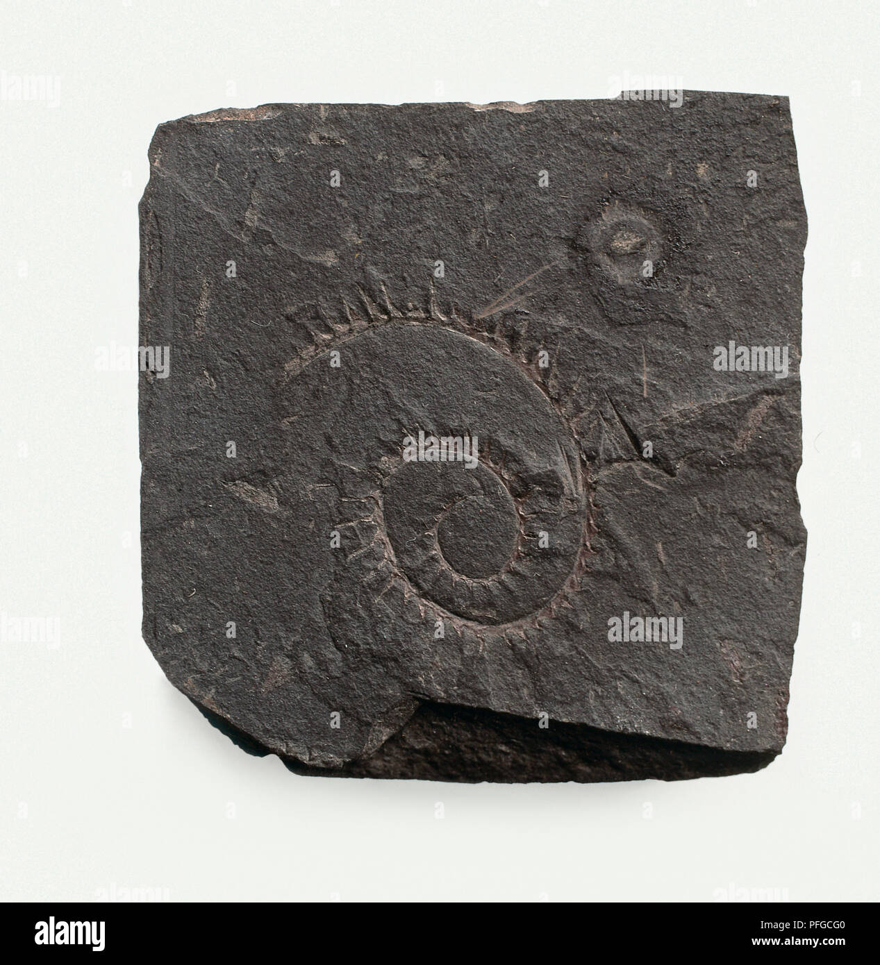 Monograptus, a forma di spirale combustibili su Black Rock Foto Stock