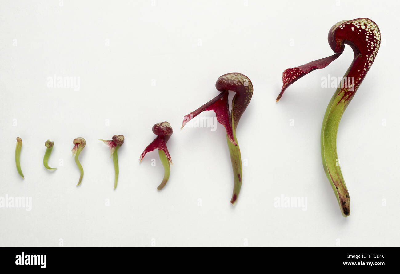 Sette tappe di crescita di foglia dal Darlingtonia californica (California pianta brocca, Cobra lily) Foto Stock