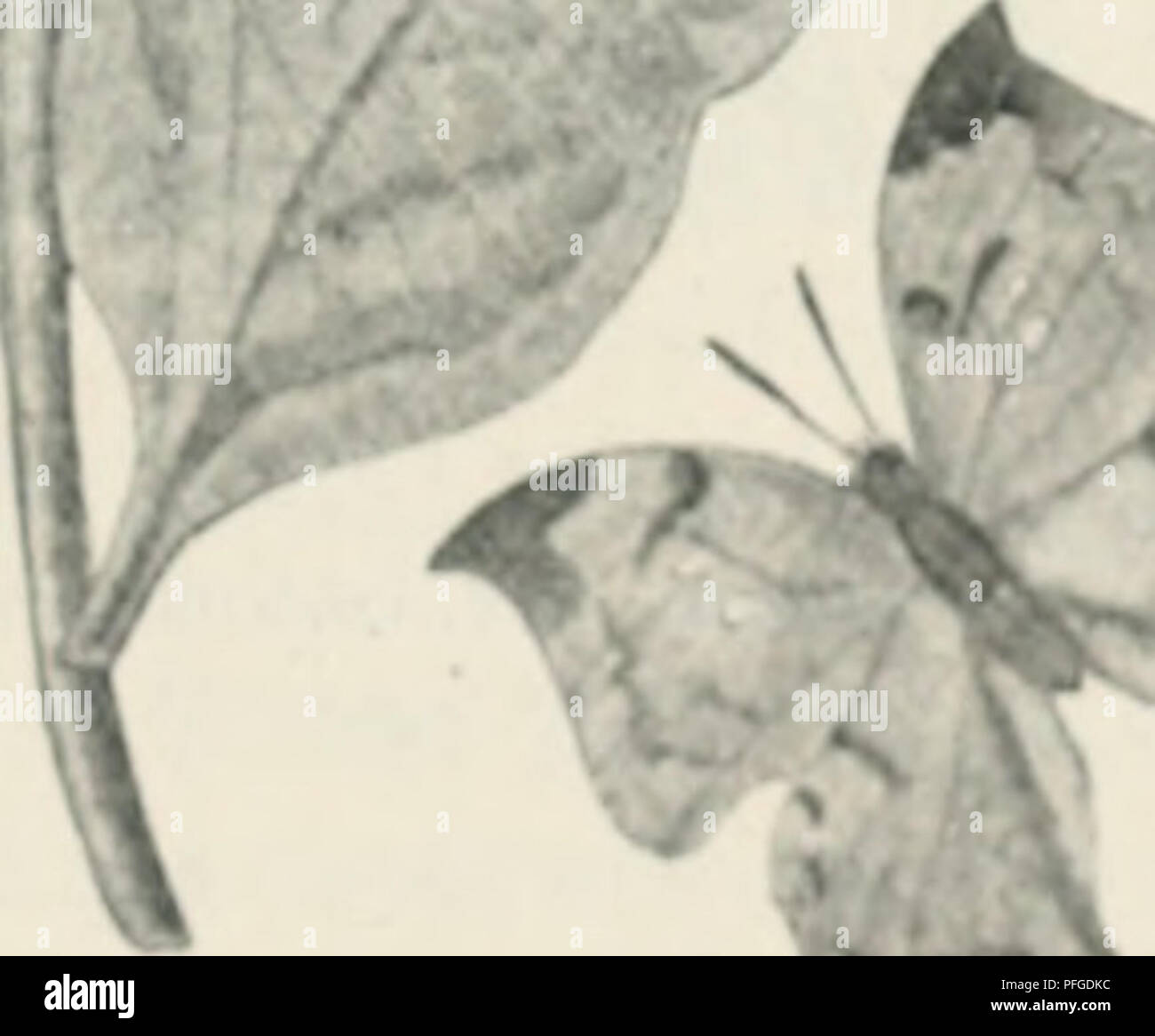 Questo lavoro mette in discussione la teoria del caso nell'evoluzione di Darwin, proponendo una legge più strutturata nello sviluppo degli organismi, come descritto da Oscar Hertwig. Presenta un caso per una visione più deterministica dell'evoluzione, in contrasto con le teorie di mutazione casuale. Foto Stock