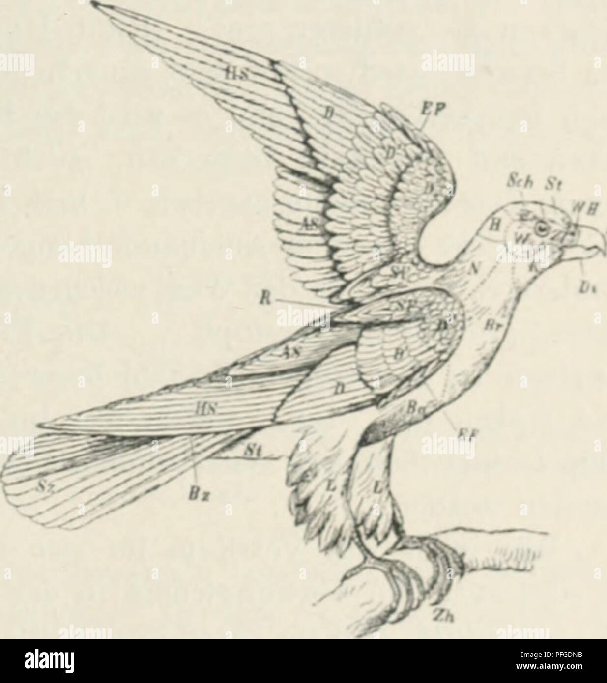 Questo lavoro di Oscar Hertwig si oppone alla teoria di Darwin della casualità nell'evoluzione, proponendo una legge che regola lo sviluppo degli organismi e l'adattamento all'ambiente. Comprende esempi di tratti evolutivi in varie specie. Foto Stock