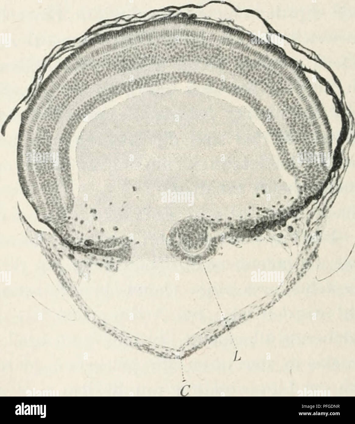 Questo lavoro di Oscar Hertwig esplora la biologia evolutiva, discutendo lo sviluppo degli organismi, incluso il processo di rigenerazione delle lenti nelle larve di Tritone, che serve come esempio di adattamento biologico e sviluppo cellulare nelle specie. Foto Stock