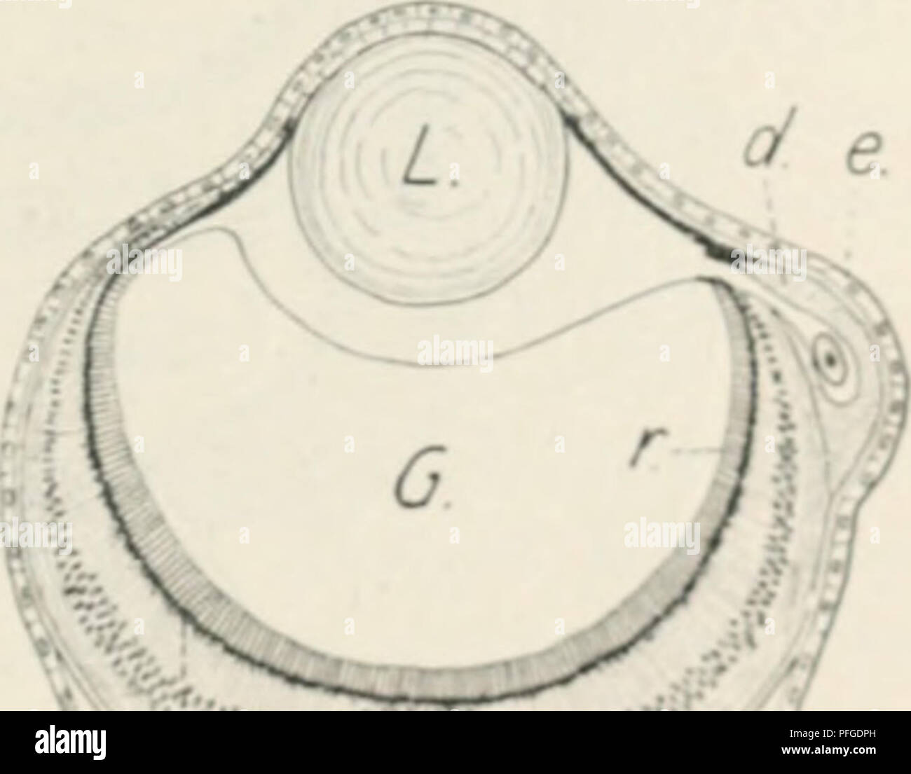 In "Das Werden der Organismen", Oscar Hertwig sfida la teoria dell'evoluzione di Darwin proponendo una legge di sviluppo negli organismi. Egli sostiene che lo sviluppo degli organismi non è un processo casuale, ma piuttosto un fenomeno regolamentato governato da leggi specifiche. Il lavoro è un contributo significativo alla comprensione della biologia evolutiva. Foto Stock