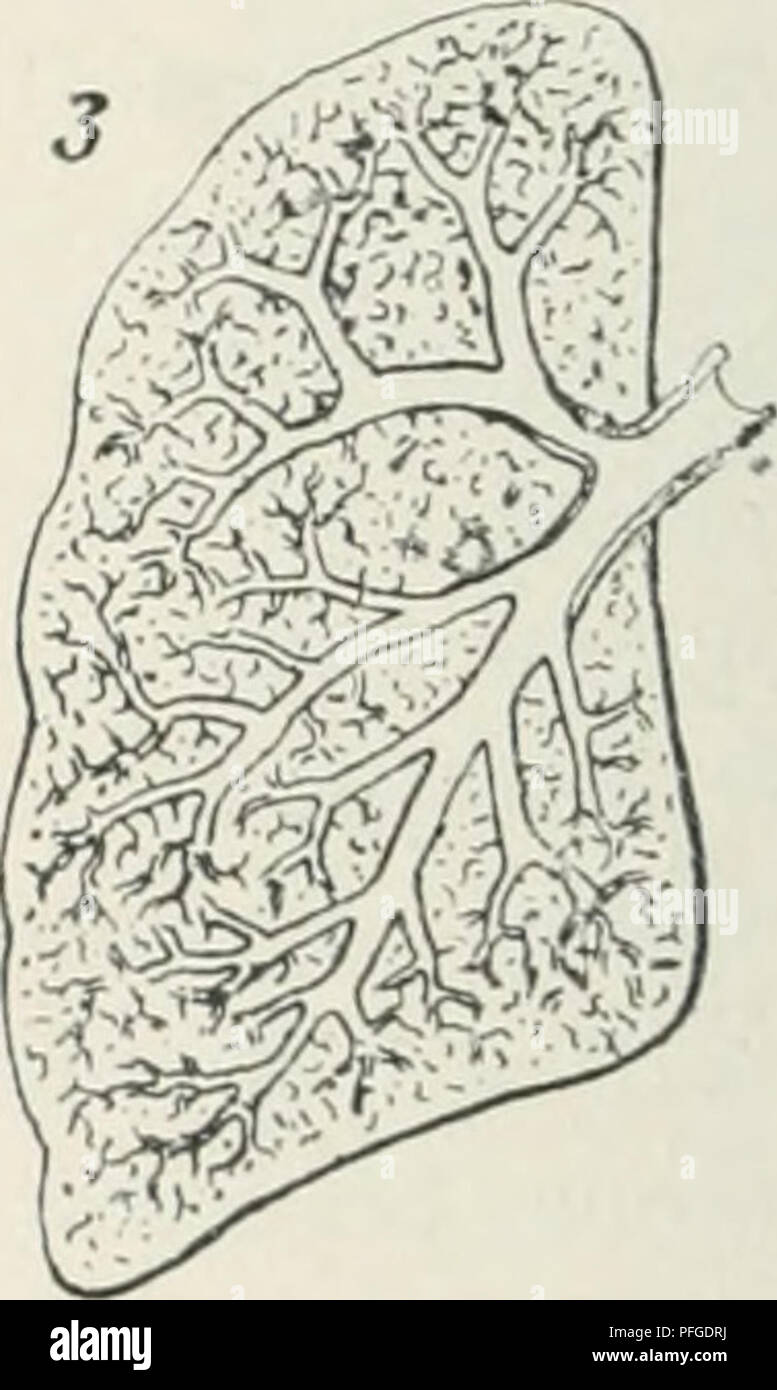 Questo lavoro di Oscar Hertwig mette in discussione la teoria di Darwin della possibilità casuale nell'evoluzione, proponendo una visione alternativa basata sulla legge e sull'ordine nello sviluppo degli organismi. Il libro discute la biologia evolutiva e le leggi che governano lo sviluppo organizzativo. Foto Stock