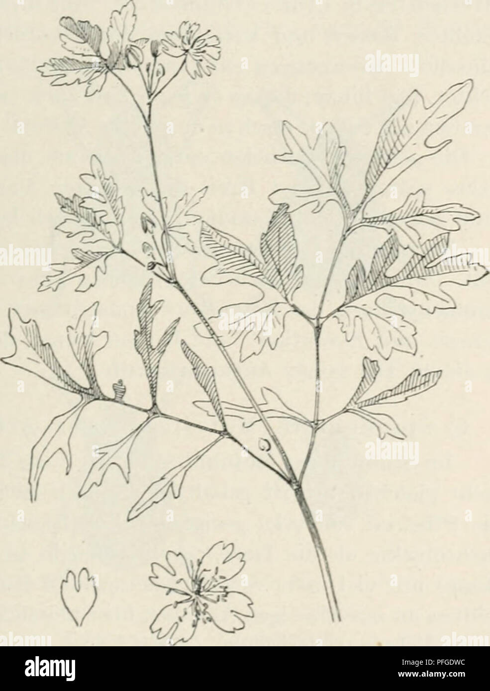 DAS Werden der Organismen, di Oscar Hertwig, 1910. In questo lavoro, Hertwig presenta la sua argomentazione contro la teoria di Darwin delle mutazioni casuali, sottolineando un approccio basato sulla legge all'evoluzione degli organismi. Questo libro discute la mutabilità degli organismi e fornisce casi di studio sullo sviluppo delle specie, inclusa l'emergere di nuove varietà vegetali. Foto Stock