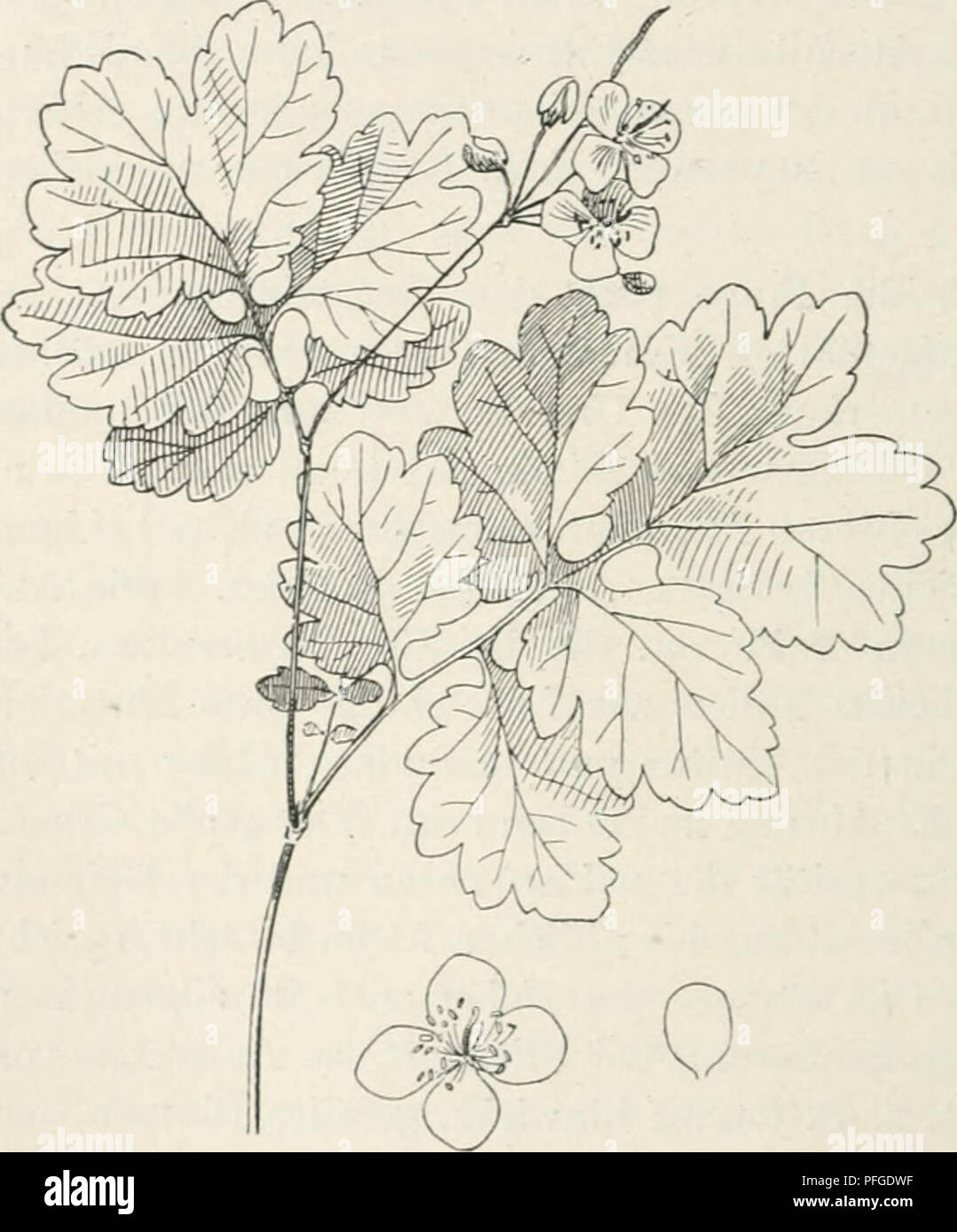 Questo lavoro di Oscar Hertwig sfida la teoria dell'evoluzione di Darwin per selezione naturale. Discute le mutazioni nel regno vegetale e critica le mutazioni casuali, suggerendo un modello organizzato nell'evoluzione degli organismi. Foto Stock