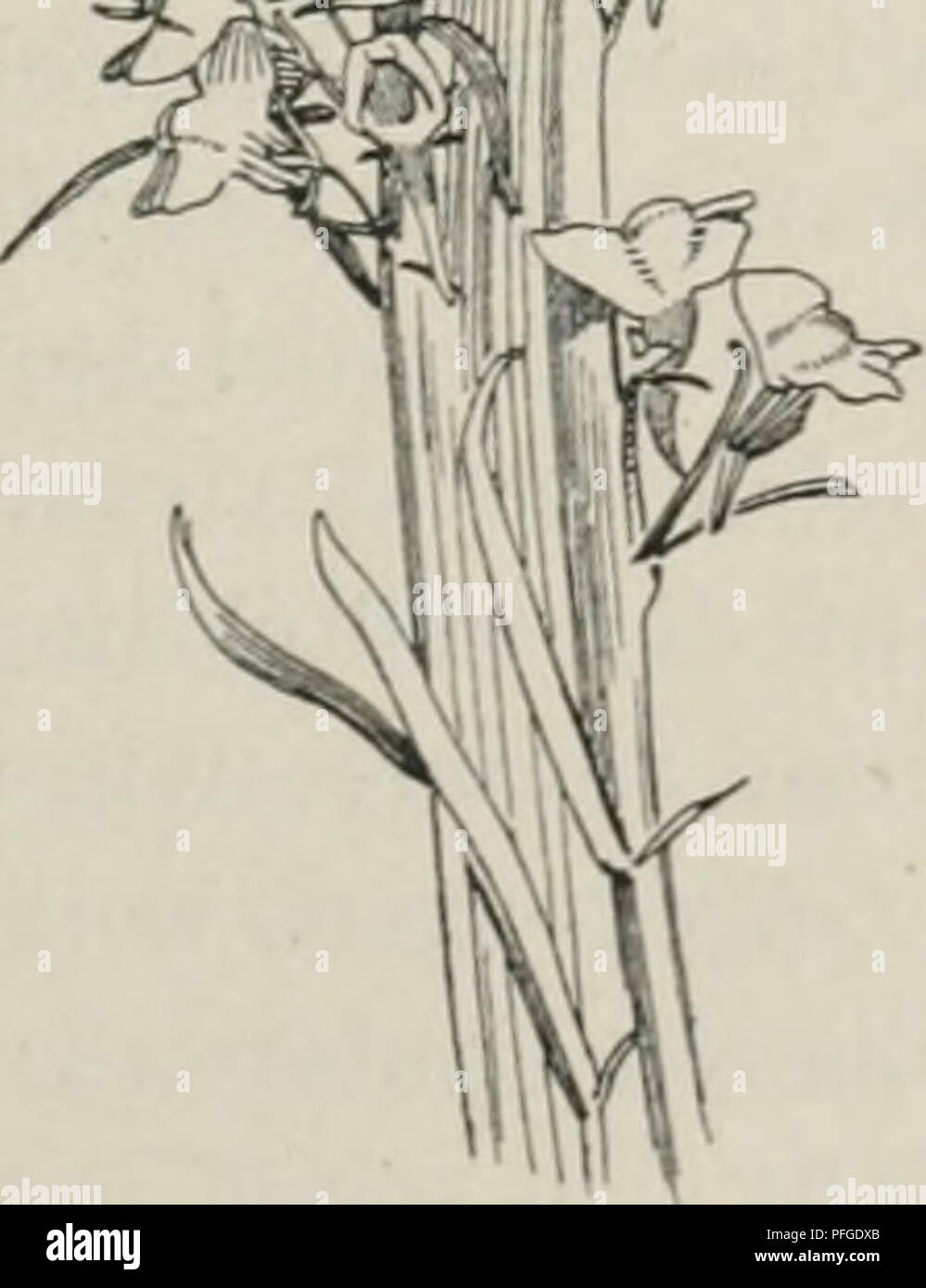 . Das Werden der Organismen; zur Widerlegung von Darwin's Zufallstheorie durch das Gesetz in der Entwicklung von Oscar Hertwig. Evoluzione; la vita (biologia). l'ig- 51. Papaver somniferum polycephalum mit vollem Kranz in Pistille umgewandelter Staubgefäße. Nach Masters aus de Vries. Fig. 52. Papaver somniferum polycephalum mit wenigen in Pistille umgewandelten Staubgefäßen. Fig. 53. Linaria vulgaris Leinkraut) mit ver- bändcrlen, blühenden Stengeln, nach de Vries. ausgedehnt wird. Innerhalb dieser Scheide können vollkommene und mehr oder weniger zahlreiche Samenknospen entstehen. Die Staubbeutel w Foto Stock