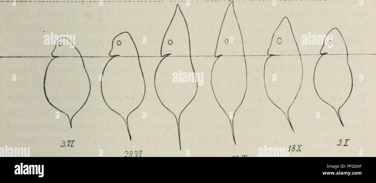 Questo lavoro di Oscar Hertwig discute la variabilità degli organismi, mirando in particolare a sfidare la teoria della casualità nell'evoluzione di Darwin. Presenta prove sperimentali per la separazione di individui disuguali in gruppi distinti ed esamina come alcuni fattori influenzino lo sviluppo e la variazione degli organismi nel tempo. Foto Stock