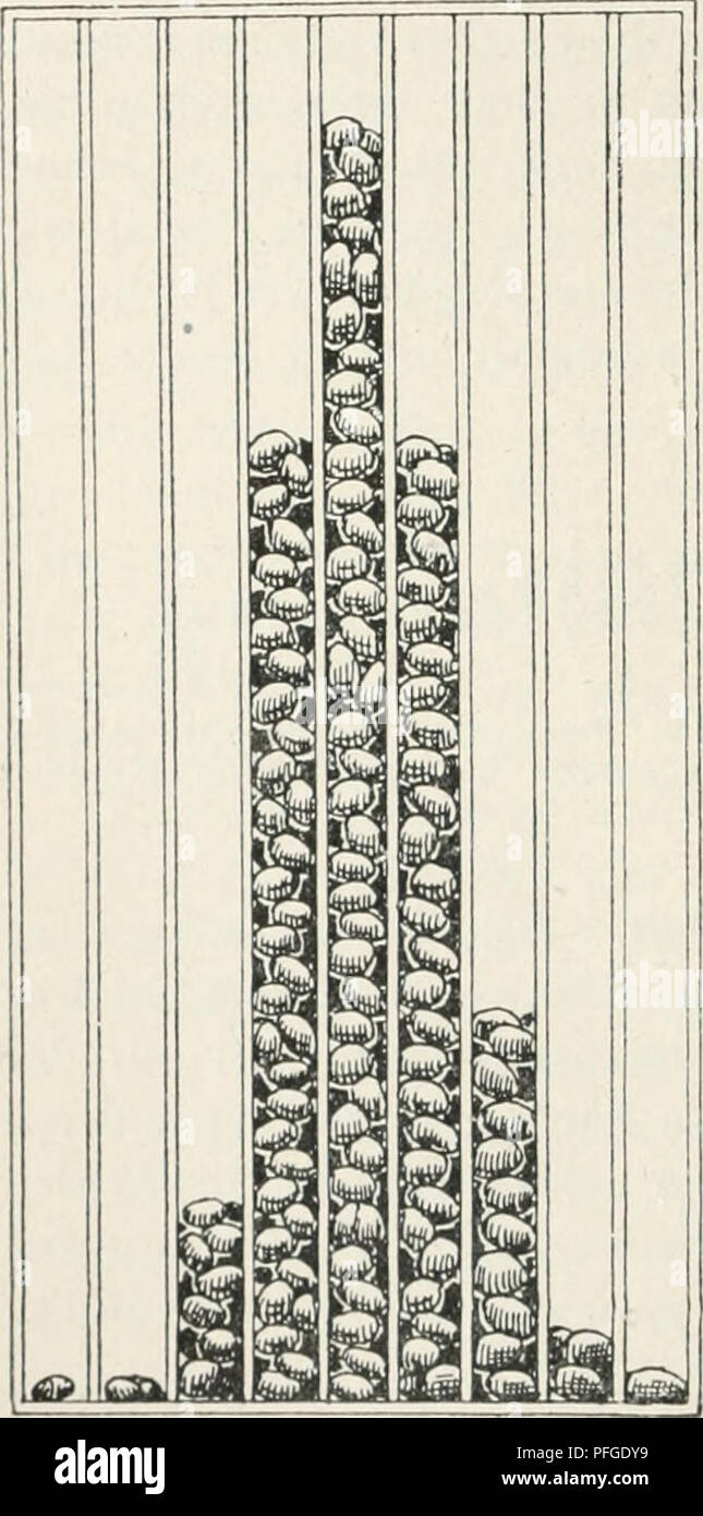. Das Werden der Organismen; zur Widerlegung von Darwin's Zufallstheorie durch das Gesetz in der Entwicklung von Oscar Hertwig. Evoluzione; la vita (biologia). 312 Achtes Kapitel. umgerechnet Daten und zu folgender Übersiclit zusammengestellt. In der oberste Reihe hat er die mit englischem Zoll bezeichneten Klassen der gemessenen Soldaten und darunter in einer zweiten Reihe die Zahlen zusammengestellt, wie sich die looo Soldaten auf die 17 Klassen verteilen. Länge in Zoll; Soldatenzahl (pro 1000) 60 61 62 63 64 2 2 20 48 75 65 117 66 67 68 69 70 71 72 73 74 75 76 134 157 140 121 80 57 26 13 5 2 I. Foto Stock