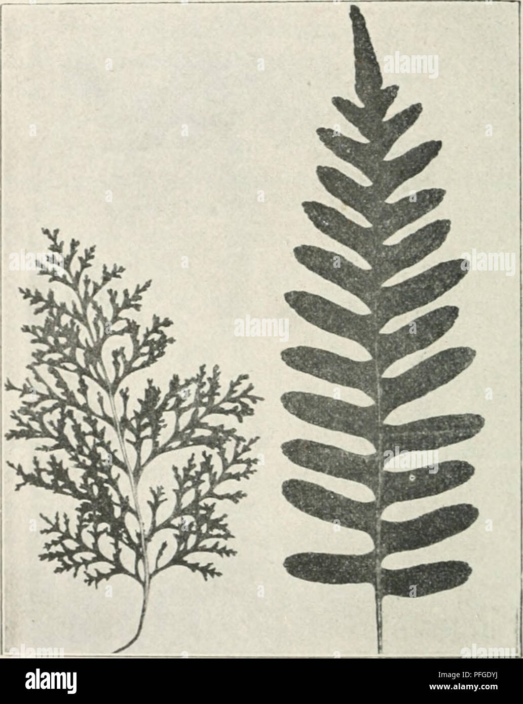 Questo lavoro di Oscar Hertwig esplora lo sviluppo degli organismi, confutando la teoria della casualità di Darwin illustrando la legge dello sviluppo nella vita vegetale e animale. Comprende esempi specifici, come la felce vulgare del Polypodium, che dimostrano modelli evolutivi. Foto Stock