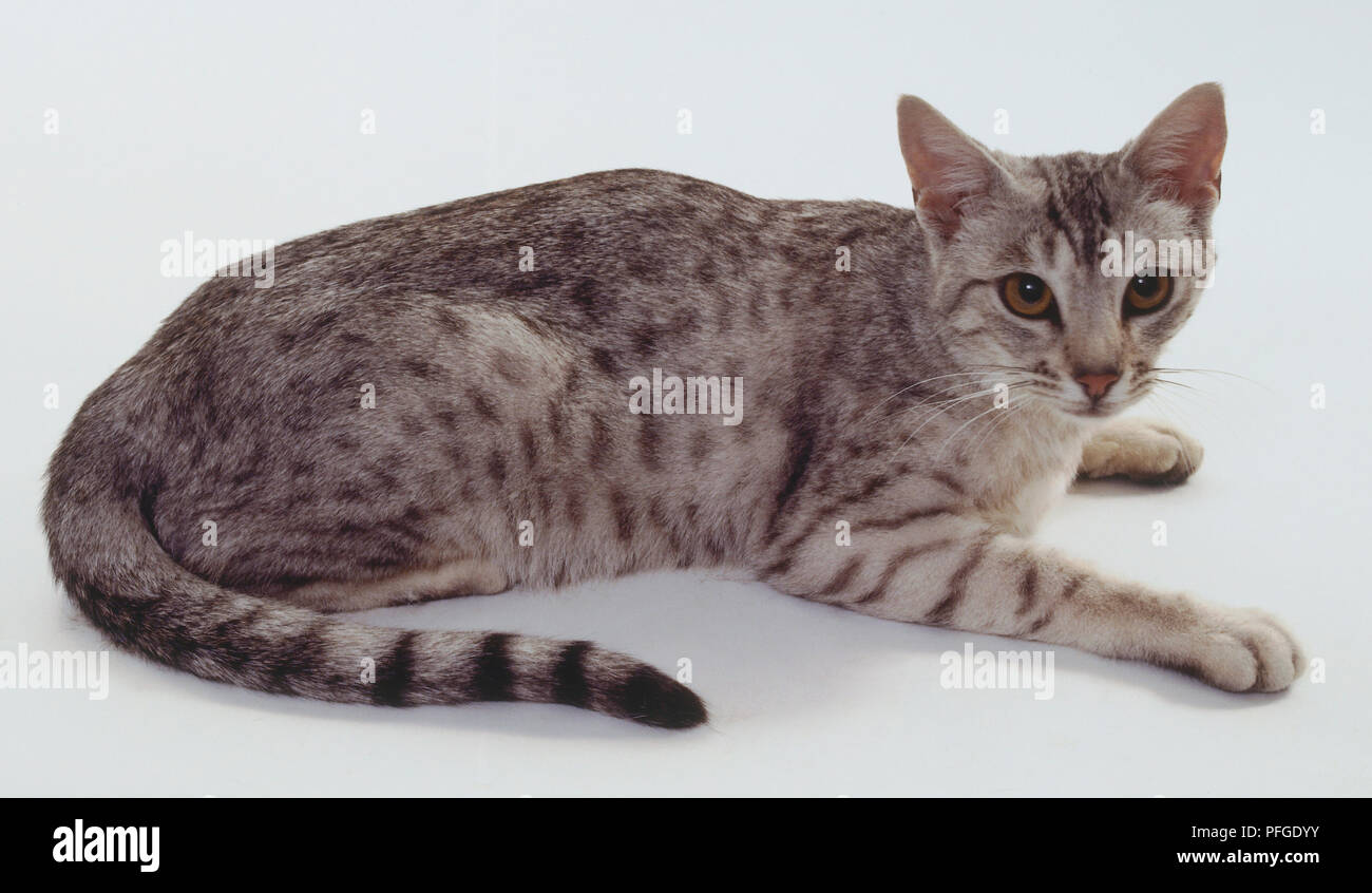 Argento Ocicat shorthaired cat con il mascara' linee che si estendono da occhi per le guance, sdraiato. Foto Stock