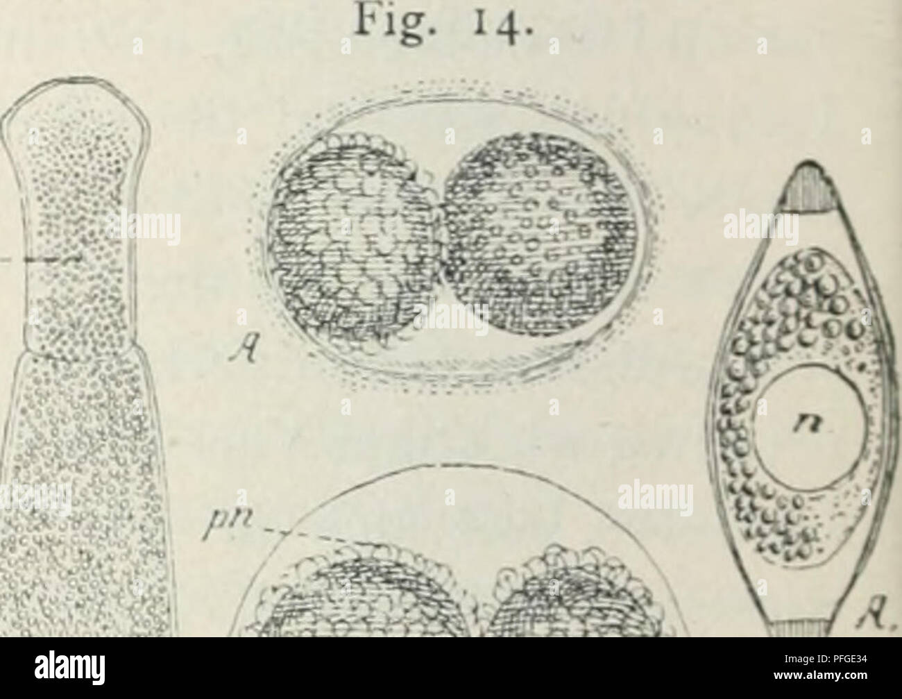 Questo lavoro di Oscar Hertwig discute la biologia evolutiva, in particolare criticando la teoria della selezione casuale di Darwin. Hertwig presenta le sue opinioni sulle leggi che governano lo sviluppo e l'evoluzione degli organismi, con illustrazioni di specie come Podophrya gemmipara. Foto Stock