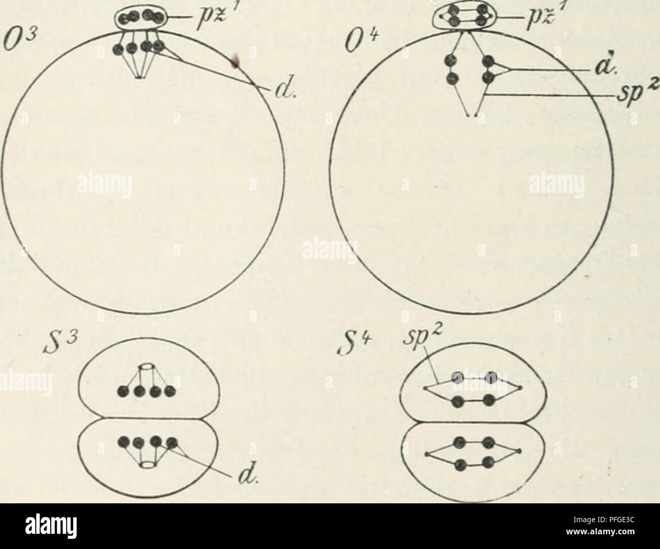 . Das Werden der Organismen; zur Widerlegung von Darwin's Zufallstheorie durch das Gesetz in der Entwicklung von Oscar Hertwig. Evoluzione; la vita (biologia). Q3 /;Z^^%:!.^^^ g, P^."-(^^^^pi'^. Si prega di notare che queste immagini vengono estratte dalla pagina sottoposta a scansione di immagini che possono essere state migliorate digitalmente per la leggibilità - Colorazione e aspetto di queste illustrazioni potrebbero non perfettamente assomigliano al lavoro originale. Hertwig, Oscar, 1849-1922. Jena G. Fischer Foto Stock