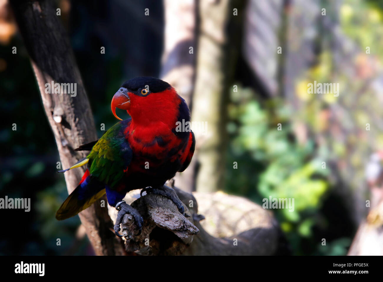 Nero Lorikeet tappato Foto Stock