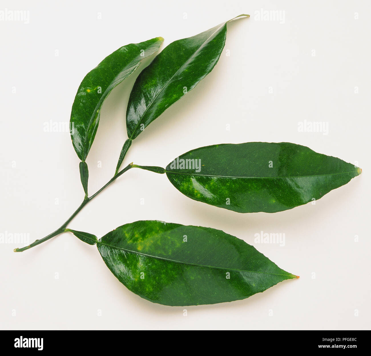 Citrus Bergamia, foglie di bergamotto Foto stock - Alamy