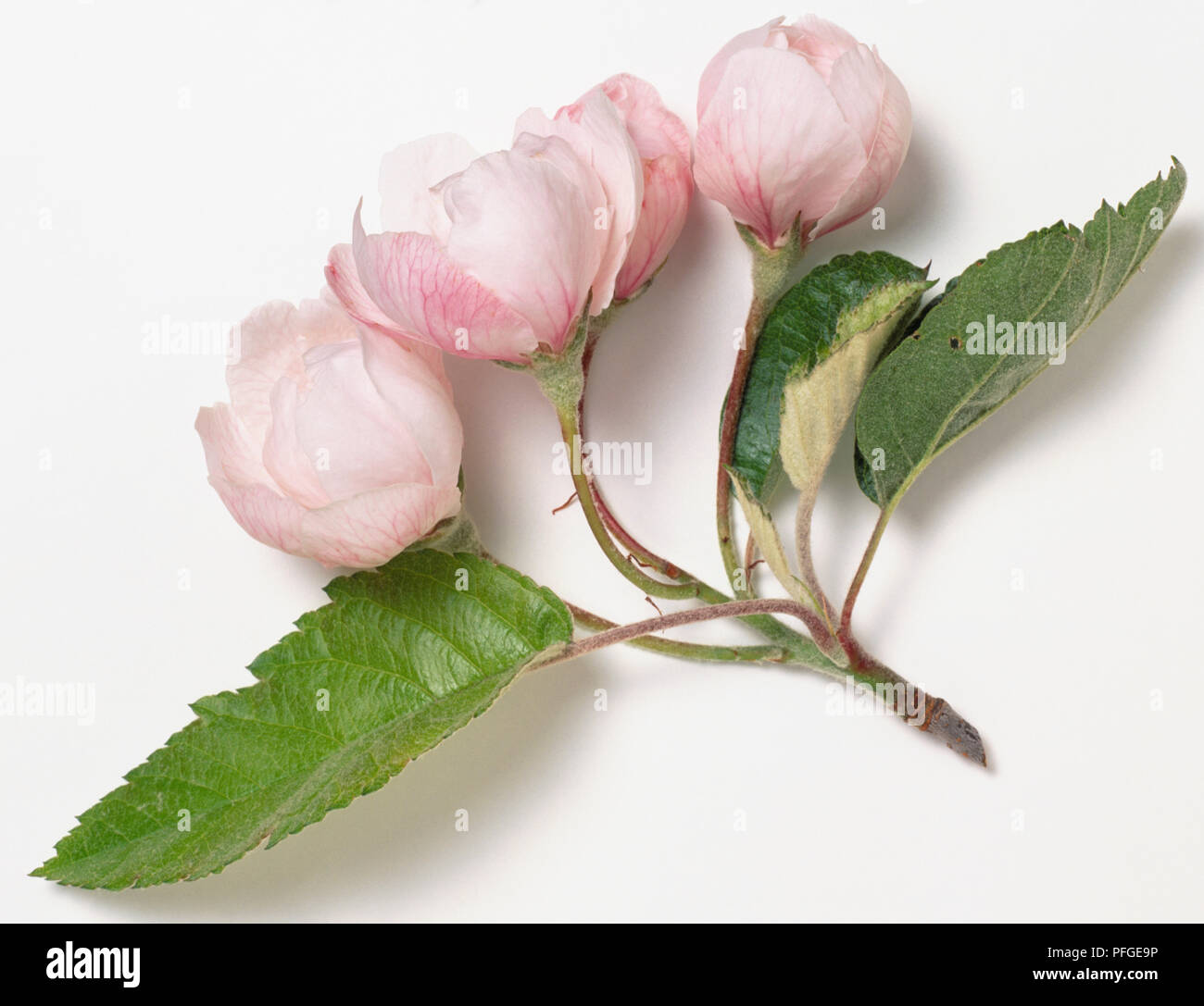 Rosaceae, Malus coronaria 'Charlottae', dolce selvatici Crab Apple, rosa Fiori doppi in cluster, viola-profumato e foglie giovani con hariy inferiore. Foto Stock