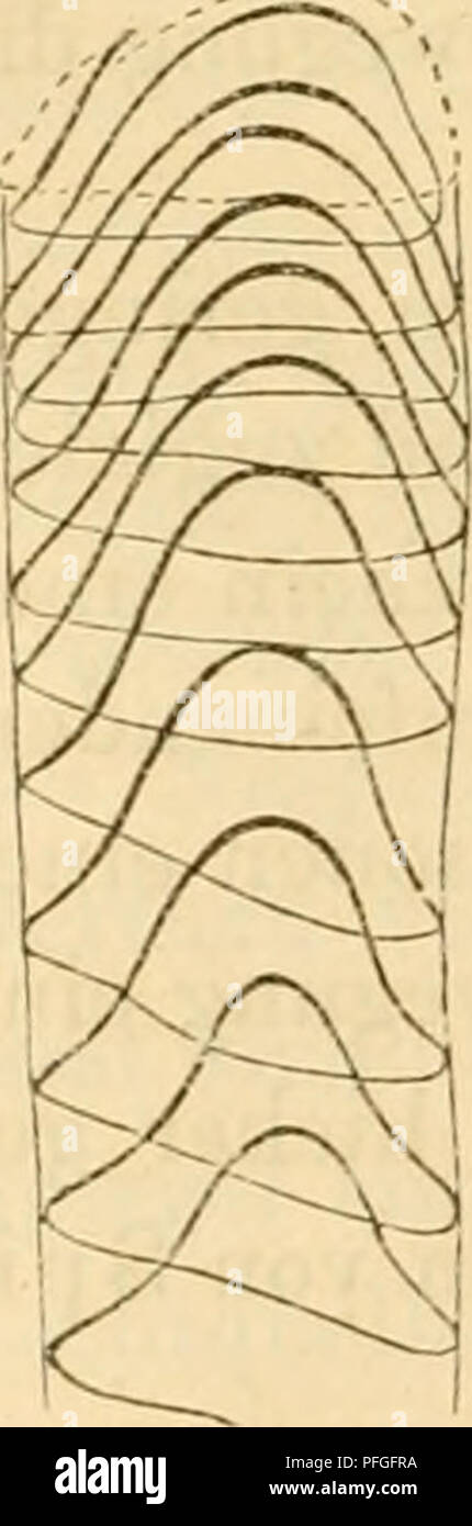 . Das Mikroskop, Theorie und Anwendung desselben. Microscopi. 234 Mikroskopische ^'ahrrlehmung. 204 bald um eine excentrisclie Ax erfolgt * . Mi^ahin gehören beispiels- weise auch die vermeintlichen Schwingungen der Oscillarien, deren Niveau Veränderungen wahrend der Schwingung uomo früher über- sehen hatte. Zur Charakteristik einer Spiralbewegung gehört natürlich auch die Angabe, ob sie rechts- oder linkswendig sei. Diess zu unterschei- den ist bei kugeligen oder cylindrischen Körpern, die sich um eine centrale Ax bewegen, keineswegs leicht und in manchen Fällen, wenn oggetto das sehr klein Foto Stock