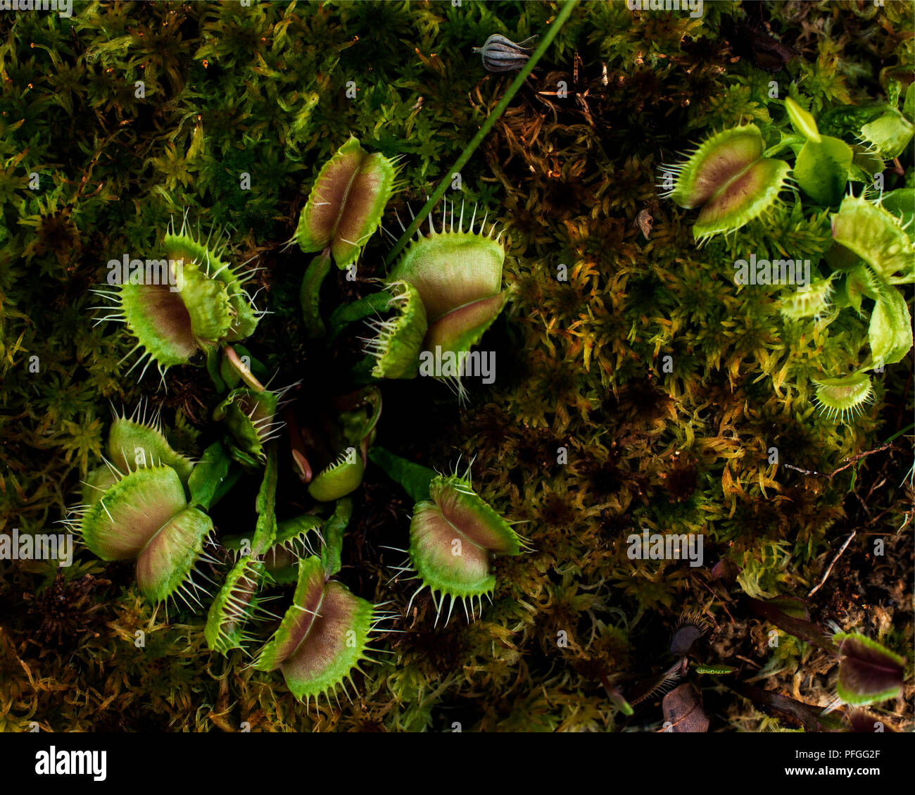 Carnivori di Venus Fly Trap (Dionaea muscipula piante). Foto Stock