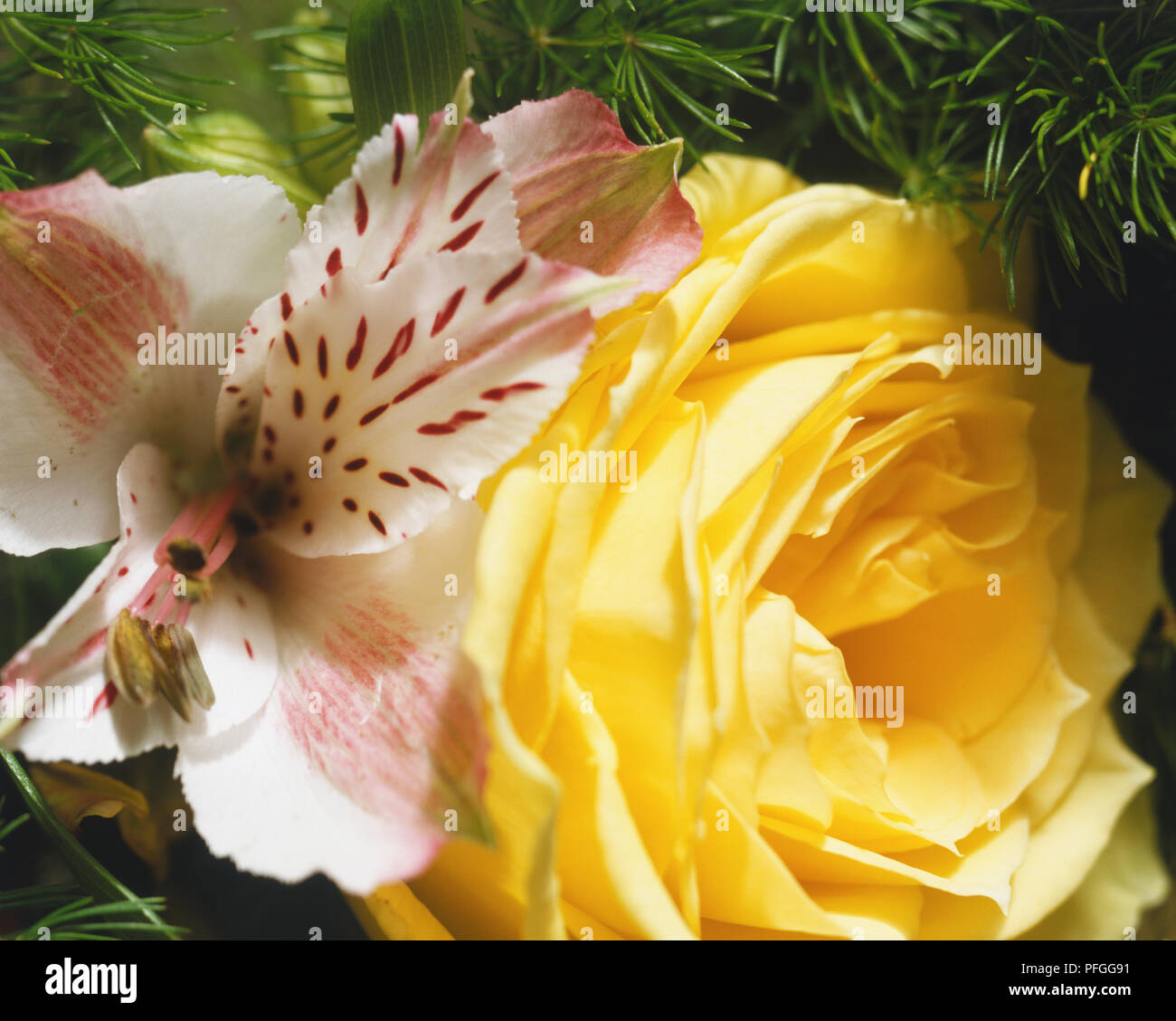 Rosa gialla e orchid floreale, close up Foto Stock