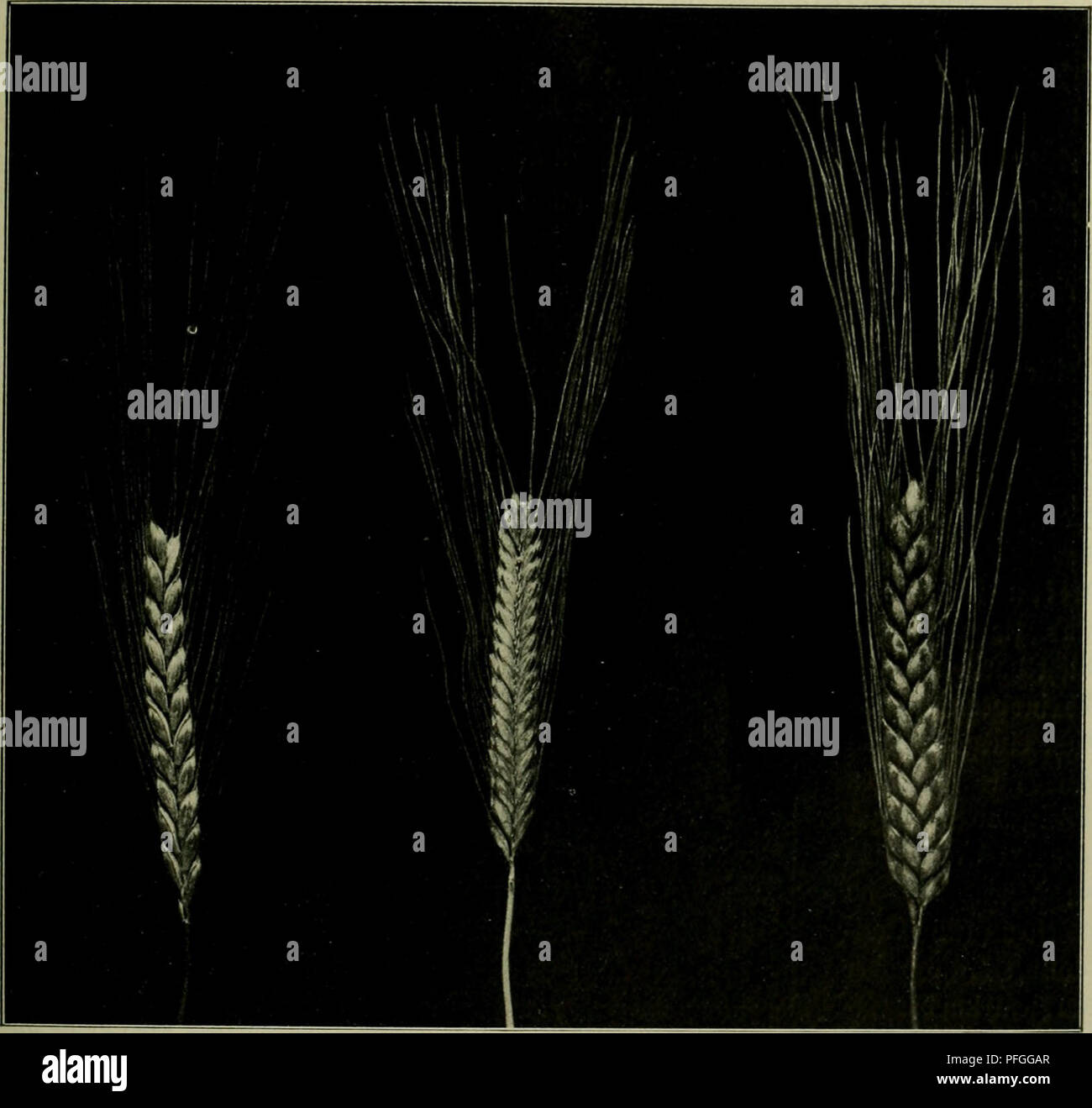 Questo testo tedesco approfondisce la vita vegetale e lo studio di gruppi di piante, concentrandosi in particolare su tipi di piante come Triticum dicoccum e Triticum monococcum. Queste specie sono legate allo sviluppo storico delle varietà di frumento e alla loro diffusione geografica in Europa centrale. La descrizione sottolinea il significato di queste specie nella fitogeografia, in particolare in relazione alle pratiche agricole. Foto Stock