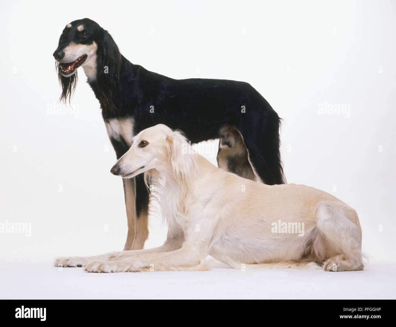 Traino cani Saluki (Canis familaris), uno nero in piedi dietro uno bianco sdraiato, vista laterale. Foto Stock