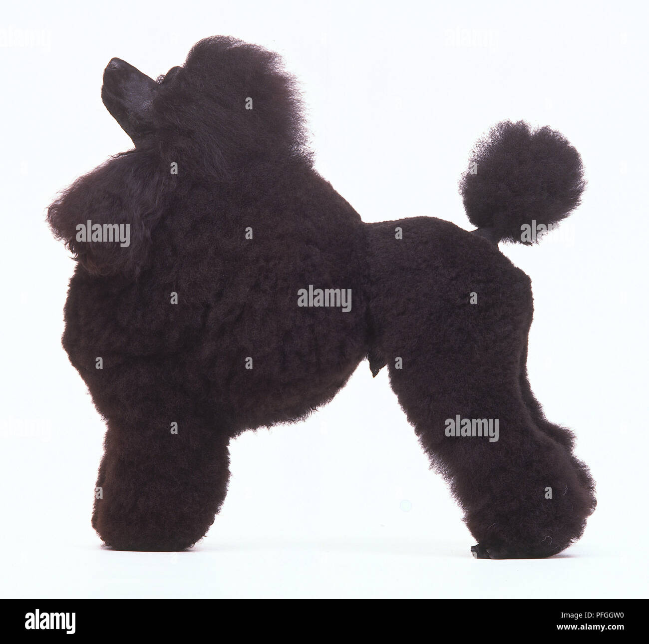 Lato di barboncino nero in piedi Foto Stock