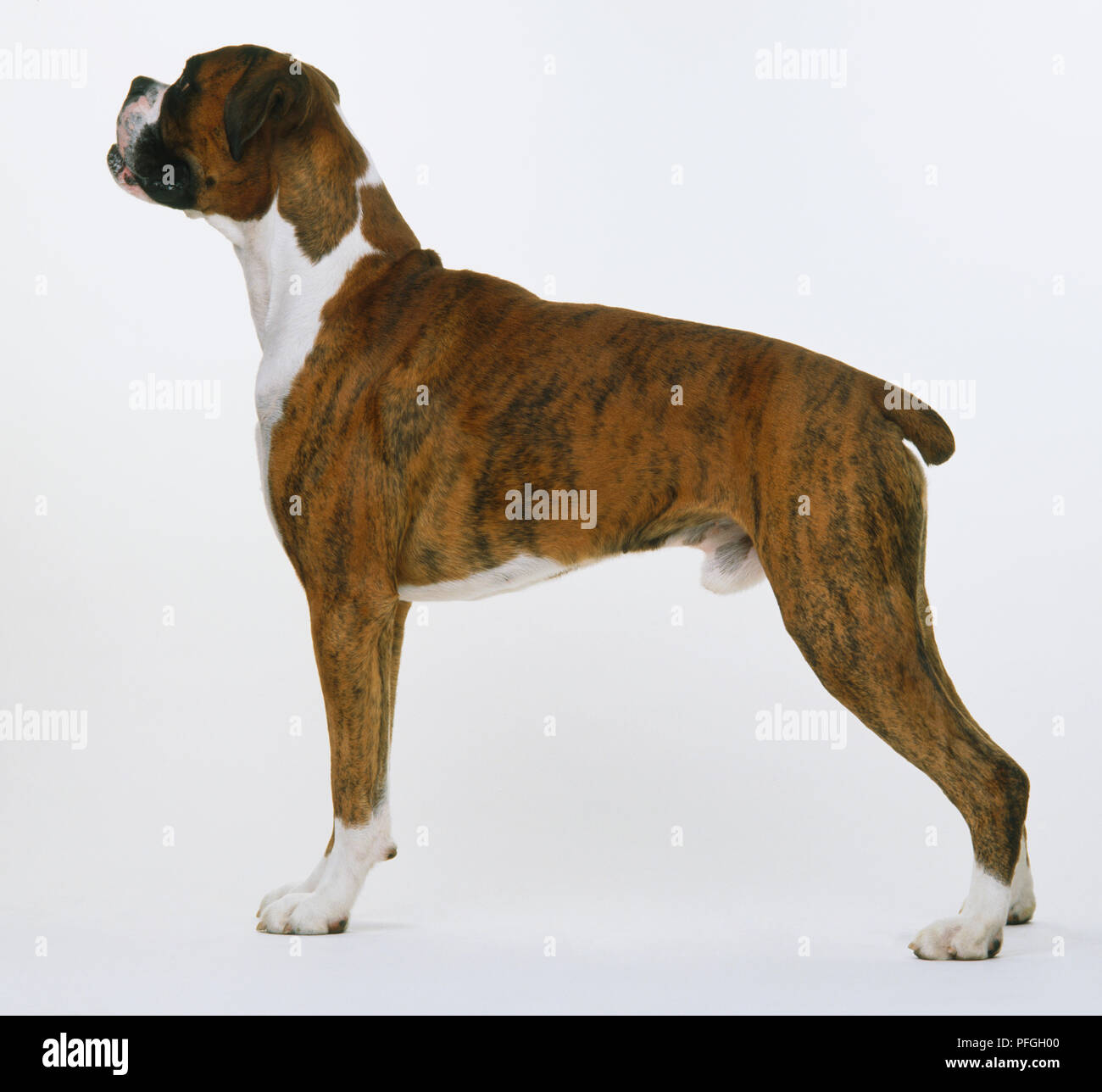 Boxer (Canis lupus familiaris) in piedi, vista laterale. Foto Stock