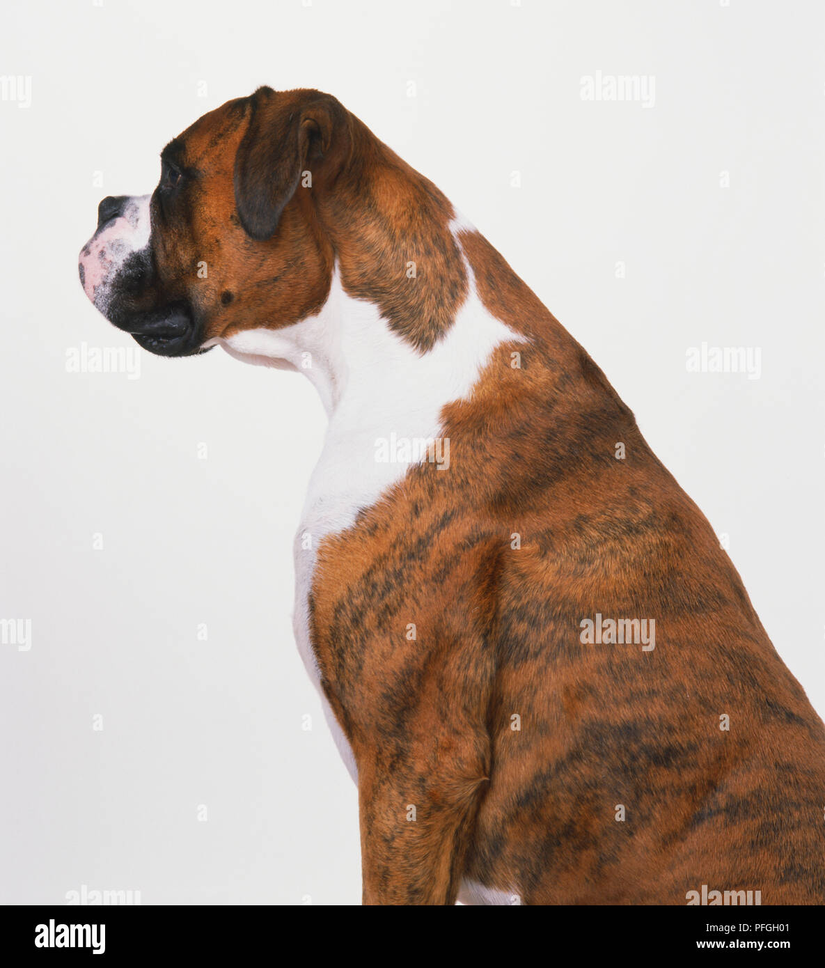 Boxer (canis familiaris), profilo. Foto Stock