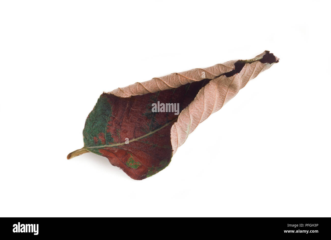 Asciugare autumn leaf, arricciati verso l'interno e variegato a colori Foto Stock