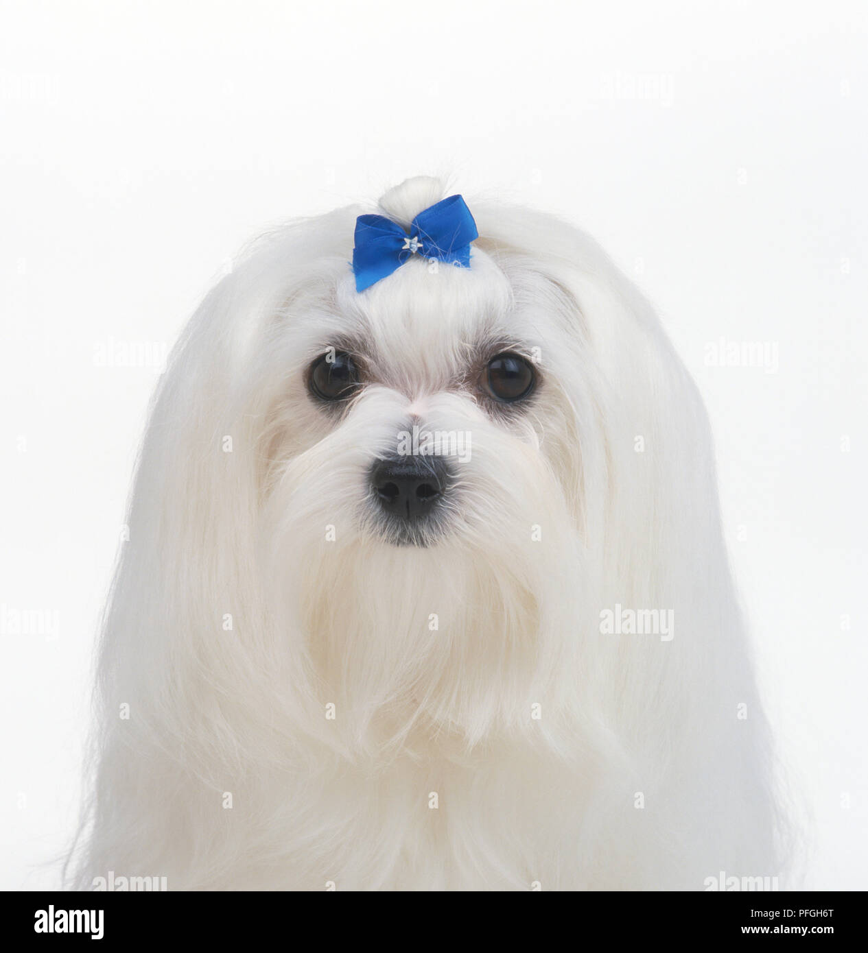 Cane Maltese, indossando un fiocco blu Foto Stock