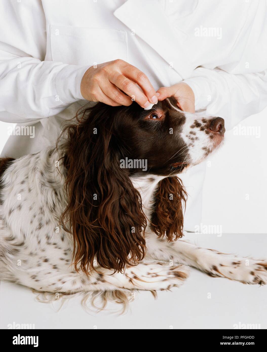 Vet usando un batuffolo di cotone per pulire eye of English Springer Spaniel Foto Stock