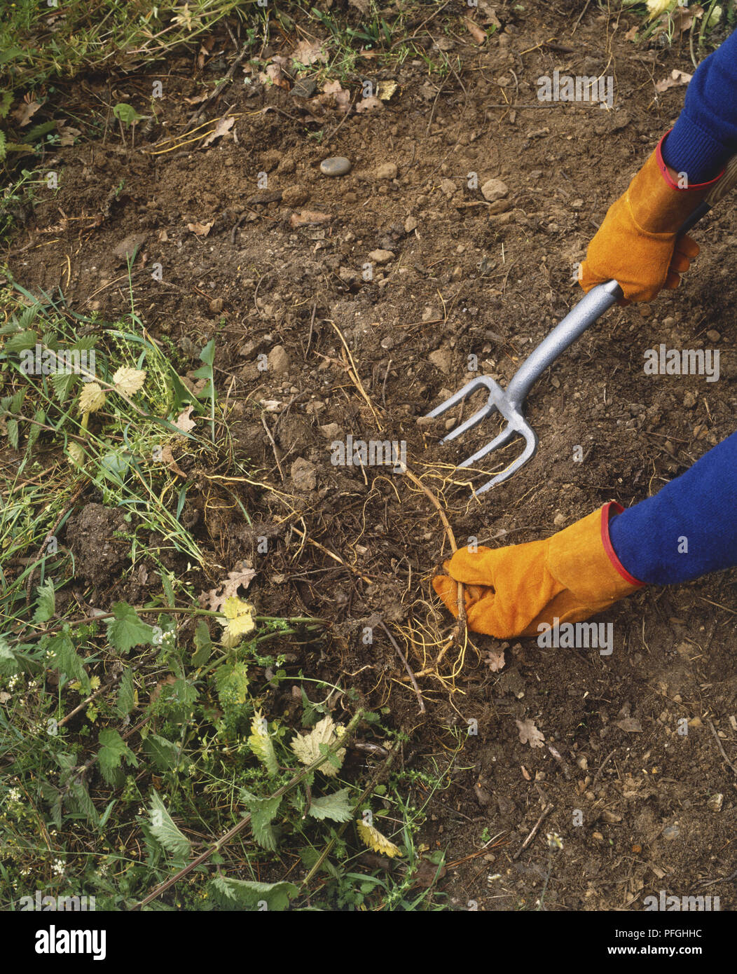 Giardiniere indossando i guanti e utilizzando una forcella per rimuovere le erbacce dal suolo, ad alto angolo di visione Foto Stock