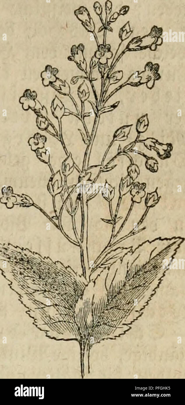 . Das grosse illustrirte Kräuter-Buch : eine ausführliche Beschreibung aller Pflanzen, mit genauer Augabe ihres Gebrauchs, Nutzens und ihrer Wirkung in der Arzneikunde. Piante medicinali; Materia medica, vegetali; le erbe. ^te(i)(i>ll^ne - ^veäftiu^haum. 115. "S^^^^ötotfi e 5BUtmenfronc; ©aum mit 2 £ i:p^en, vo)su bev obere längere 2-, bcr untere Stato^ig ift; 4 ©taubgefä|e; Ifät^eriger ©taiibbentd. Die cirunbe fa^fel ijt 2f^atftü(lig, - ?lTten: ^n. 1 lige ^. (S. nodosa), biefc 3-4^u^ t)ol}e ^ftange ift unter bem Dramen 2Bur mir au t ©auertrurj befannt, unb iüäd)[t bei nn" un feudo^dieci Foto Stock