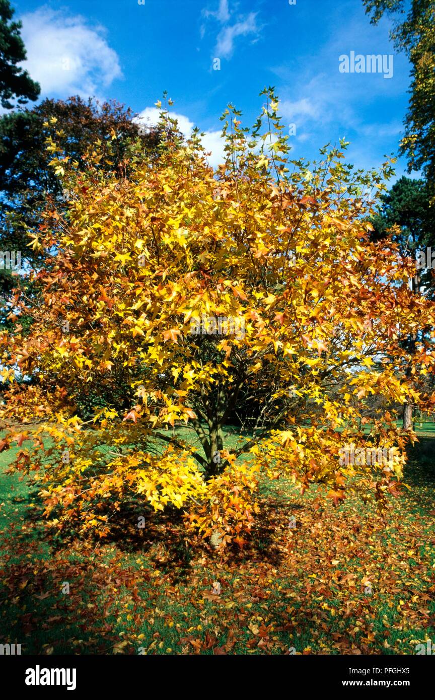 Acer mono (acero verniciate), albero con giallo fogliame di autunno Foto Stock