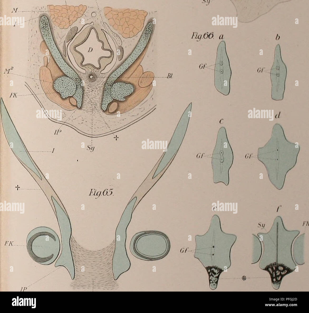 . Das Gliedmassenskelet der Wirbelthiere, mit besonderer Berücksichtigung des Schulter- und Beckengürtels bei Fischen, Amphibien und Reptilien. Ossa; vertebrati, Anatomia, comparativo; pesci, anfibi e rettili. f'iilü'J RK. ^ ?( Fu/63 'V Co. sy ori V büiiav 1. Si prega di notare che queste immagini vengono estratte dalla pagina sottoposta a scansione di immagini che possono essere state migliorate digitalmente per la leggibilità - Colorazione e aspetto di queste illustrazioni potrebbero non perfettamente assomigliano al lavoro originale. Wiedersheim, Robert, 1848-1923. Jena, G. Fisher Foto Stock