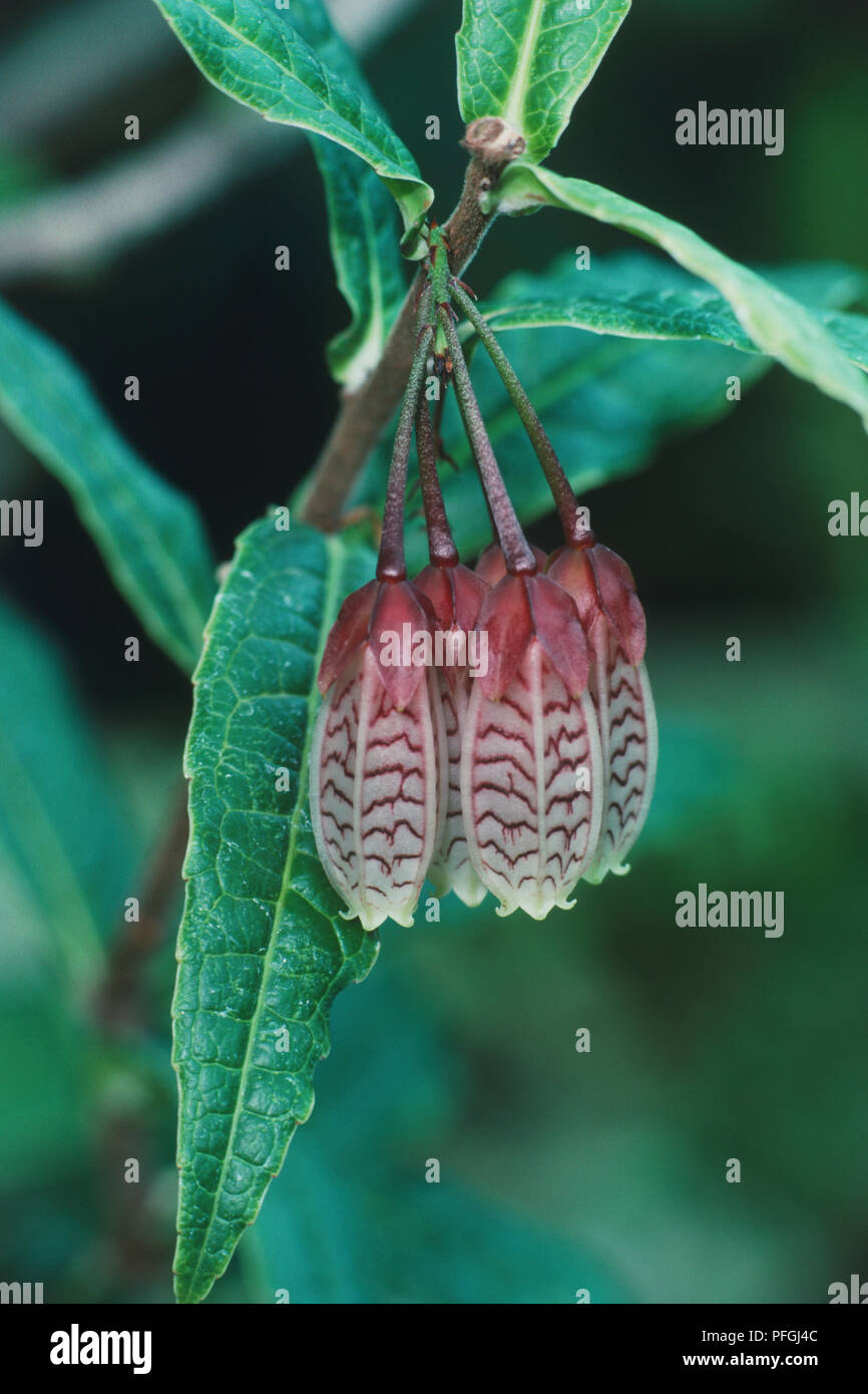 Agapetes incurvata, fioritura arbusto con lunghi, pendente a forma di fiori Foto Stock