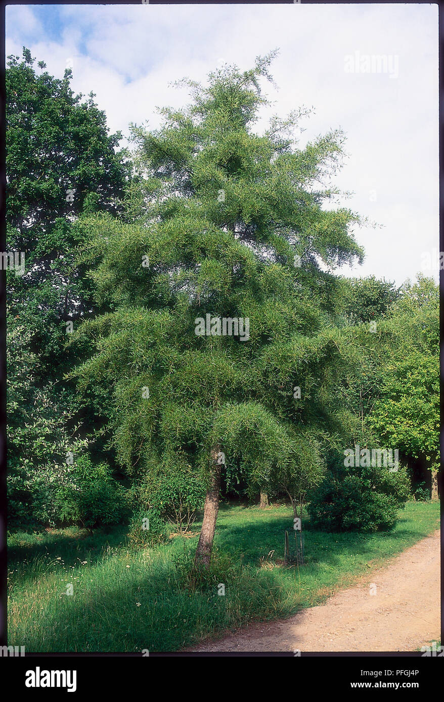 Alnus glutinosa 'Imperialis, decidui, completamente cresciuti albero in estate che mostra la forma del tendalino, crescendo accanto a un parco o giardino percorso Foto Stock