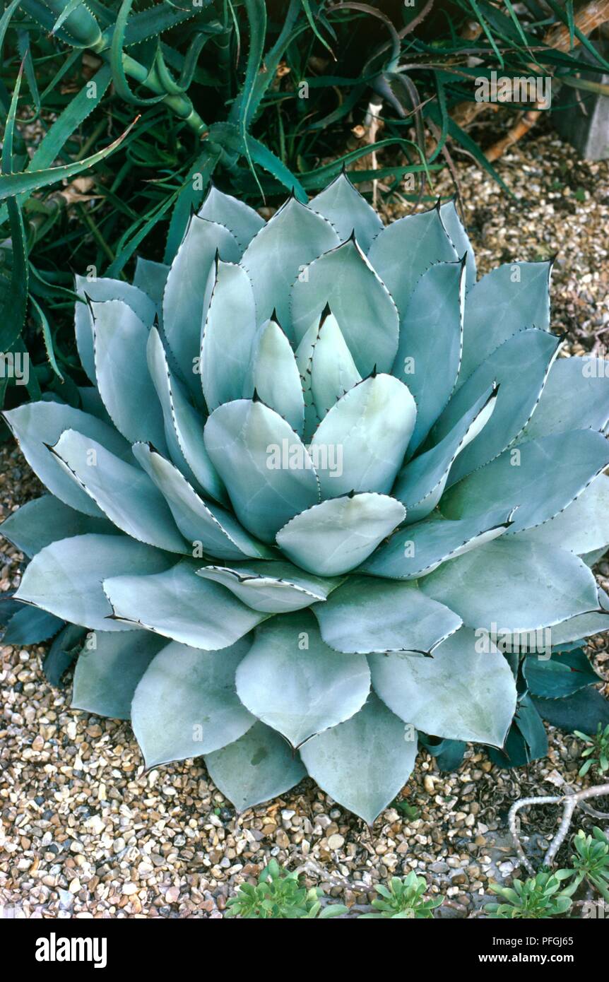 Agave parryi (Parry di agave) in ghiaia Foto Stock