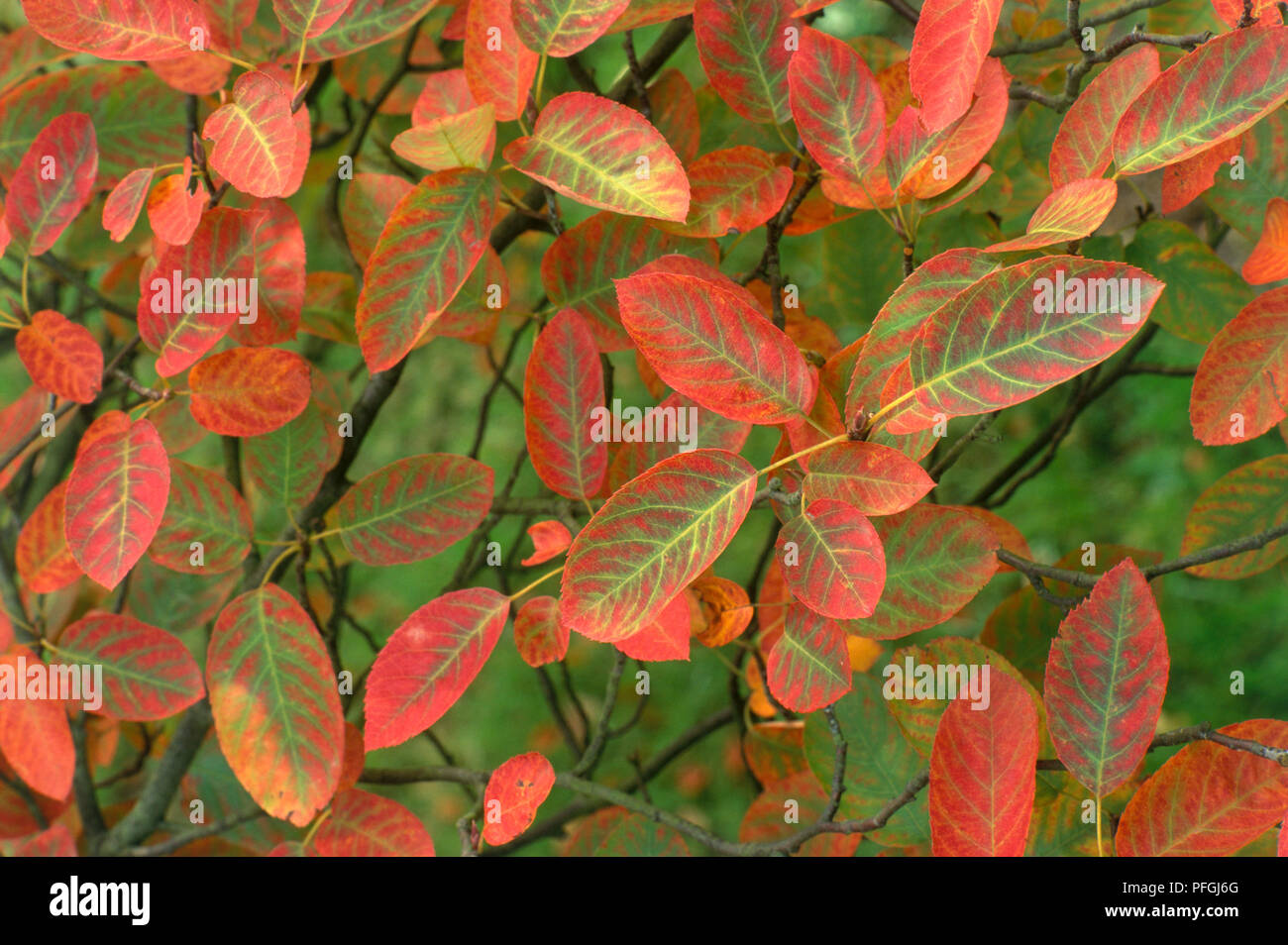 Il rosso e il Verde foglie di autunno da Amelanchier lamarckii (Juneberry), close-up Foto Stock