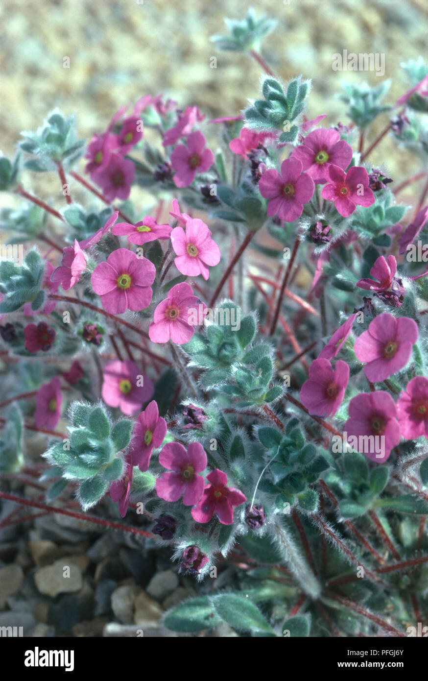 Androsace villosa var. jacquemontii (Rock Jasmine), fioritura perenne alpina, molla Foto Stock