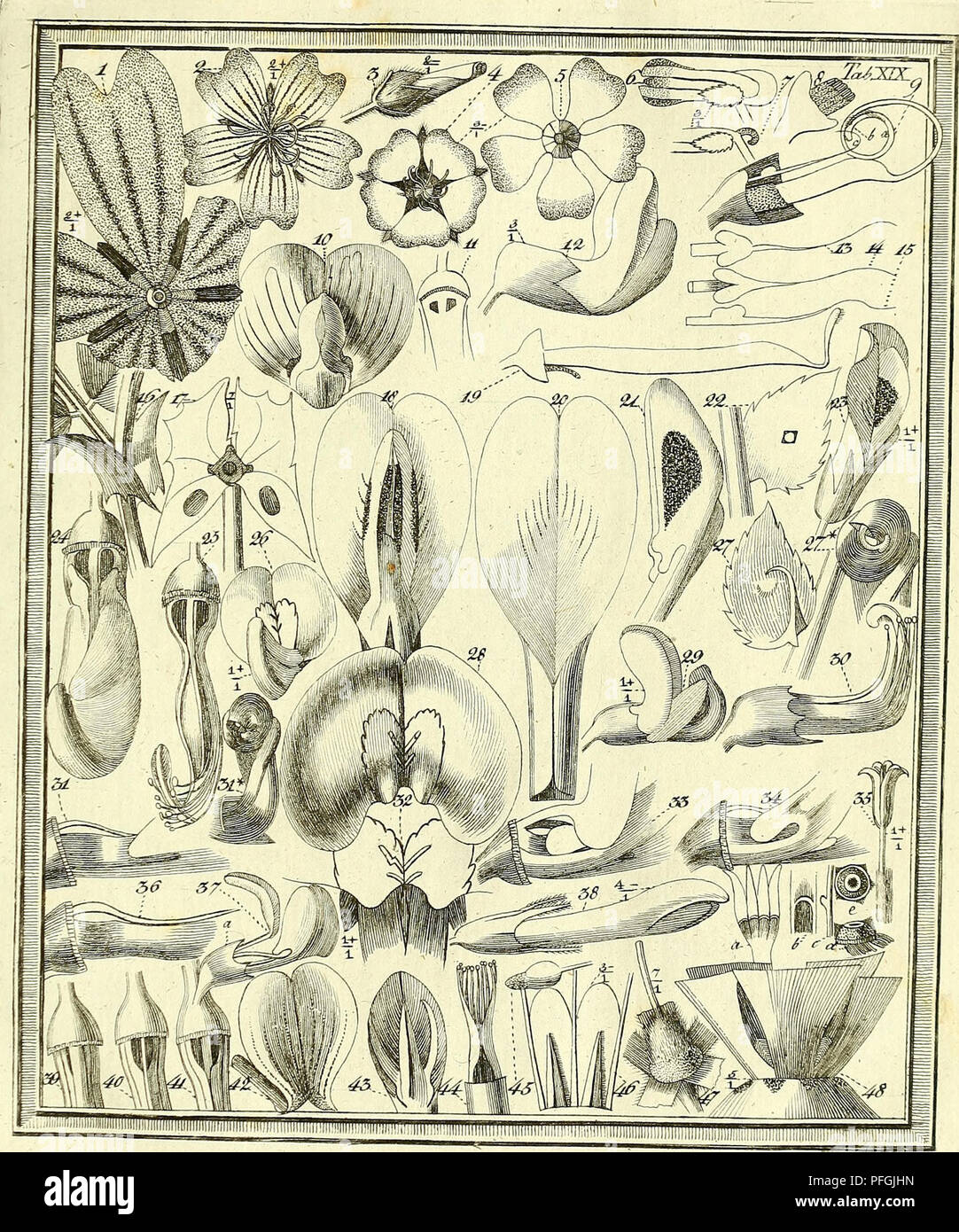 . Das entdeckte Geheimniss der Natur im Bau und in der Befruchtung der Blumen. La botanica; fiori; la fecondazione di piante. . Si prega di notare che queste immagini vengono estratte dalla pagina sottoposta a scansione di immagini che possono essere state migliorate digitalmente per la leggibilità - Colorazione e aspetto di queste illustrazioni potrebbero non perfettamente assomigliano al lavoro originale. Sprengel, Christian Konrad, 1750-1816; Capieux, Johann Stephan, 1748-1813, incisore; Jäck, C. (Carl), incisore; Arndt, Wilhelm, 1750-1813, incisore; Wohlgemuth, A. , incisore; Lehmann, C. A. , fl. 1803, ex proprietario. DSI; Burndy Library, donatore. DSI. Berlin Foto Stock