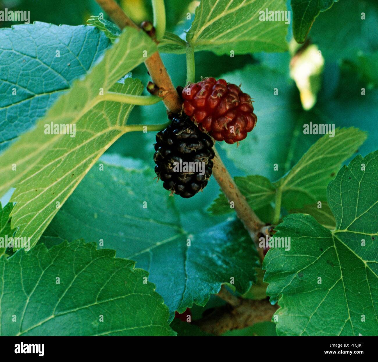 Due le bacche sulla boccola di gelso, close-up Foto Stock
