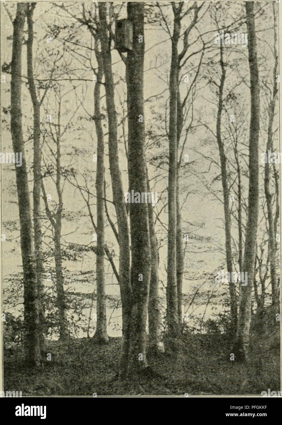 . Dansk ornithologisk forenings tidsskrift. Uccelli -- periodici; uccelli -- Danimarca periodici. 9 paa Stammen af et Bøgetrae i ca. 5 metri Højde (Fig. 38) med ca. 100 metri Afstand mellem de al Kasser; Kasserne blev un- bragte per 7-8 Aar siden, og en af dem stadig har siden blevet incluso. Figura 38. Redekassc til Natugle. beboet; der har blevet incluso fra 1-3 Unger hvert Aar, maaske har jeg gjort Kasserne lovlig smaa. Mejsekasserne forfaerdiges af Traestammer, - mest Birk - der udbores 10 cm di diametro, 20-25 cm dybt; fori forpaa Indgangshullet, 3 cm di diametro ho til Blaamejse og Sumpmejse, 4 cm til Musvit og Bro Foto Stock