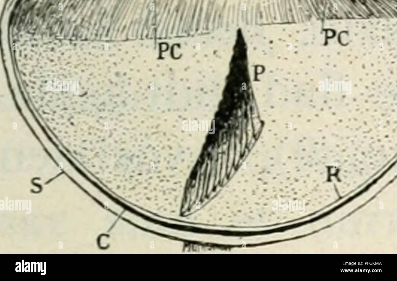 Questo periodico della Danish Ornithological Society presenta articoli sulle specie di uccelli trovate in Danimarca, con particolare attenzione alla loro anatomia, fisiologia e comportamento. Comprende discussioni sui modelli di migrazione degli uccelli e sul loro ruolo ecologico nella regione. Foto Stock