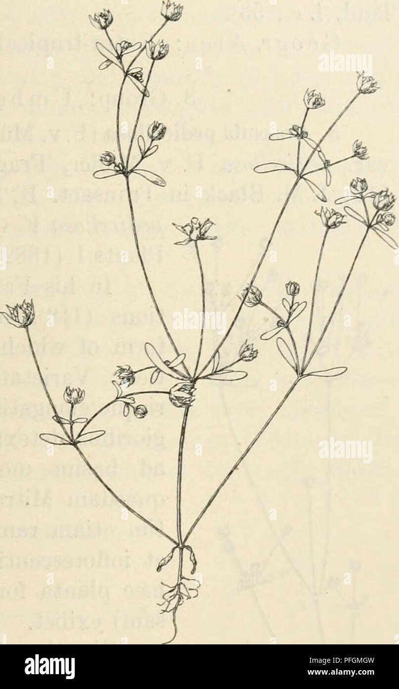 . Dansk botanisk arkiv. Piante; piante -- la Danimarca. C. H. Ostenfeld: contributi alla West Australian botanica. II. 41 Bentham, Fl. Austral. II (1864) 457; J. M. nero, in Transact. R. Soc, S. Austr. XL (1916) 63. Sembra essere equamente distribuite in luoghi umidi in neigh- bourhood di Perth. I campioni sono stati raccolti a stramazzo Mundaring (n. 363, 13. Sett. 1914), in diversi luoghi intorno a Armadale (n. 358, 359, 362, 20. Sett. 1914) e nelle vicinanze di Perth (n. 1349, la sig.ra M. Davis, 1915). Essi erano in fiore e con frutti maturi in settembre. Spesso essi sono più o meno colorati in rosso, specialmente Foto Stock