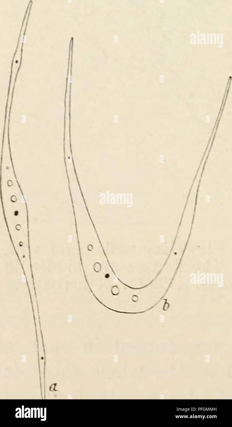 . Dansk botanisk arkiv. Piante; piante -- la Danimarca. Fig. 2tx Halophila spinu- losa. Una coppia di foglie uno dei quali racchiude un maschio llower bud. (S/3 nat. dimensioni). I germogli di H. spitiulosa (vedere Fig. 25) hanno una superficiale (ecologico) somiglianza con i germogli assimilative di alcune specie di Caulerpa (e. g. C. ottuso mi folia). Le foglie sono di ampia- lineare, 13-16 mm di lunghezza e 3 a 4 mm di larghezza, con un spinu- perdere-margine dentellate, e tre parallele vene, oltre ad alcuni molto rebbio anastomosing vene. Alla base del basso-Ruotata lato, ciascuna foglia ha un orecchio-sagomato piegato verso l'alto dilata- zione con un entir Foto Stock