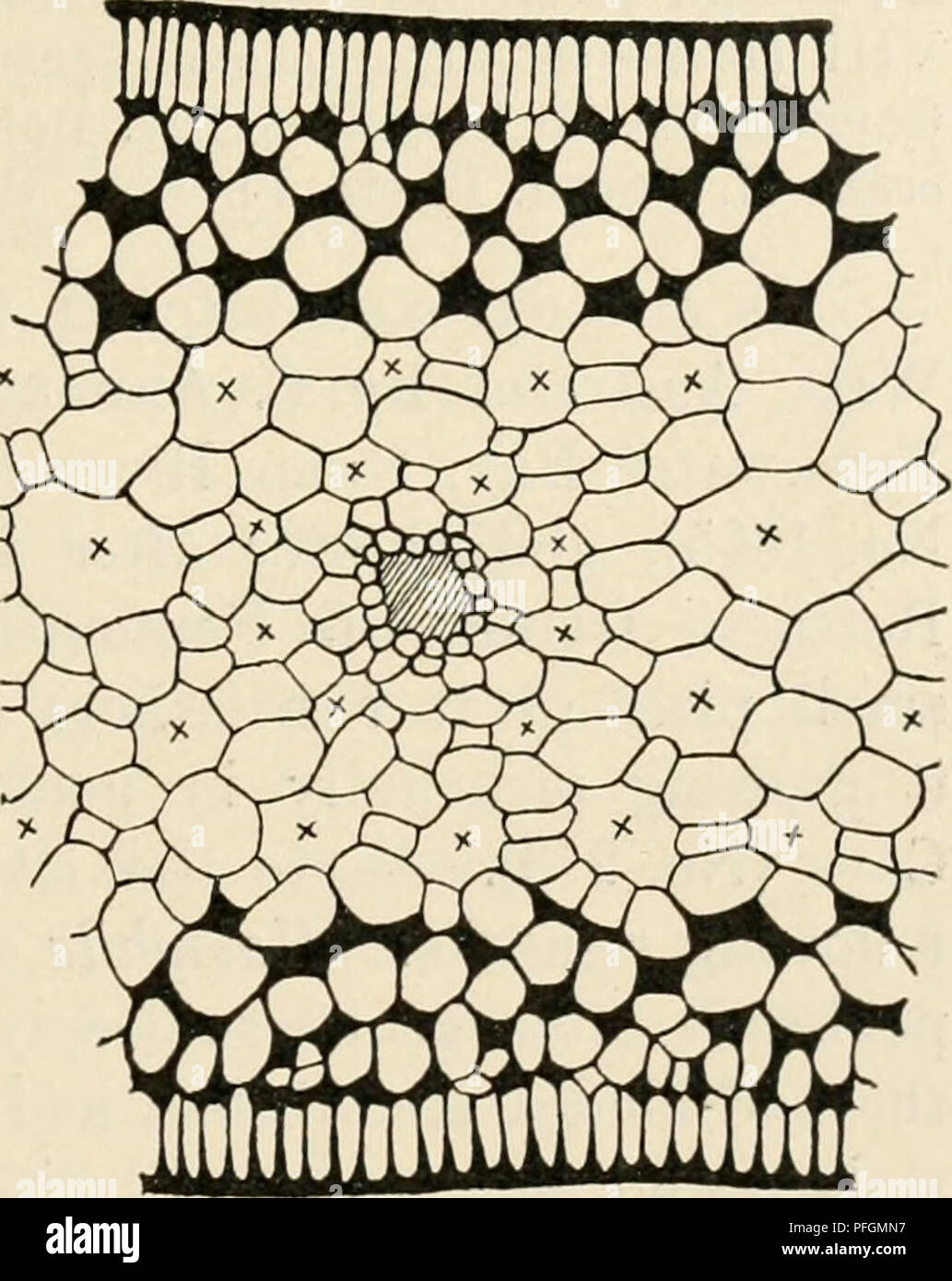 . Dansk botanisk arkiv. Piante; piante -- la Danimarca. C. H. Ostenfeld: contributi alla West Australian botanica. I. 37 erano molto lunghe; il loro apice è stato arrotondato, non troncare e avevano molto più forte e più spessa la coerenza rispetto a quelle tipiche. Non ho potuto trovare ogni ripresa di questa peculiare sea-erba, solo le foglie lunghe lame-le cui basi hanno dimostrato che essi sono stati gettati fuori dalle guaine. Due foglie intatte-lame sono state 80 e 105 cm (superando così P. australis, la foglia più lunga-lama di cui è stata di 65 cm). La larghezza delle foglie differisce anche: P. australis p. sp. 6-11 mm 3-5 mm (av Foto Stock