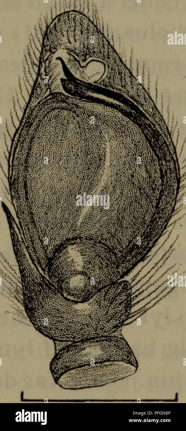 . Danmarks fauna; illustrerede haandbøger su den danske dyreverden... Q25mm. Fig. 120. Evarcha arcuata ^: Højre palpes tibia impostare fra Ydersiden. 0,5Mm Fig. 121. Evarcha arcuata c^: Højre palpes rotula, tibia og tarse impostare fra undersiden. c^ er mørkere fine ?, uomini ellers mønstret som denne. Bagkroppens mørkebrune farve i forbindelse med den taette, tiltrykte, silkeglinsende hårklaedning gør møn- stret naesten usynligt. Desuden afviger den fra ? Ved, a cephalothorax og benene er semplice robuste, in der er 3 par ventrale torne på 2. tibia, og alla de hvide hår om 1. Øjeraekke og på clypeus er mera fremtr Foto Stock