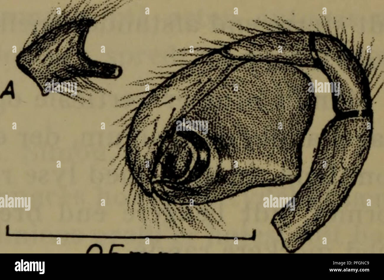 . Danmarks fauna; illustrerede haandbøger su den danske dyreverden... 0,5 mm di Fig. 94. Neon di reticoli- tus ?: Epigynet.. 0,5Mm Fig. 95. Il Neon reticulatus c?: Højre palpe impostare fra indersiden. (A) Pal- penne tibia impostare fra ydersiden. mørkere fine de øvrige lemmer og alle led svage har, sortebrune ringe. Tornbevaebningen som hos ?. Palperne (fig. 95) er brune, og deres femore og rotula har sorte, apicale ringe. Impostare fra ydersiden er palpens tibia (fig. 95A) tydeligt kortere fine impostata fra indsiden. Den ydre tibialapophyse er sammentrykt, jaevn allevati, apicalt afrundet og lidt skråt fremad-nedadrettet. Bulben Foto Stock