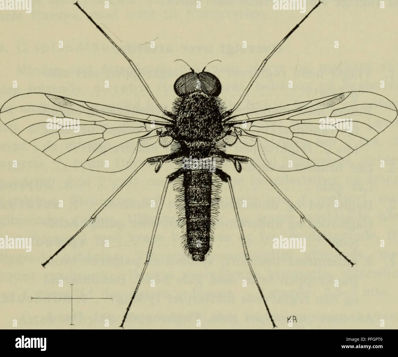 . Danmarks fauna; illustrerede haandbøger su den danske dyreverden... 149 2. underfamilie Ghrysopilinae. 3. Chrysopilus Macq. Til Små middelstore fluer, ofte mera eller mindre daekkede af en guldglinsende hårbeklaedning, der imidlertid lasciate gnides af. Hovedet ofte bredere fine brystet, naesten halvkugleformet. Antennerne sidder. Fig. 115. Chrysopilus auratus Tess. c?. (Arevad canc.). Sotto profilmidte. De er 3-leddede og af tform som hos Rhagio (fig. 108 C). Nøgne Øjnene, hos ^J en semplice eller mindre skarp graense mellem de øvre per- størrede facetter og de nedre og mindre. Palpeende- leddet staerkt Foto Stock