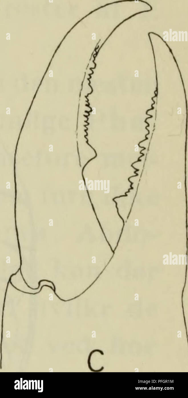 . Danmarks fauna; illustrerede haandbøger su den danske dyreverden... . Fig. 64. A = højre chelicere hos Liobuiium rotundiim (Latreille). B = venstre chelicere hos Opilio parietinus (de Geer). C = venstre chelicere hos Mitopus morio (Fabricius). nogle ex er hannens chelicerer større fine hun- nens, og hos Ischyropsalidae har begge køn meget store chelicerer. Chelicererne, der er ikke forsynet giftkirtler med eller spindekirtler, overvejende anvendes til behand- lingen af: byttet til a gribe, fastholde, draebe og søn- derdele byttet med samt til a føre fødedelene hen til mundåbningen. De Foto Stock